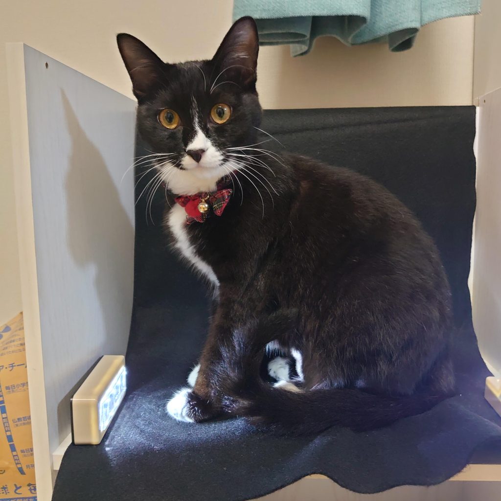 ポーズつくってる間に飼い猫のテンに場所取られたので仕方ないから一枚撮ってあげました。 