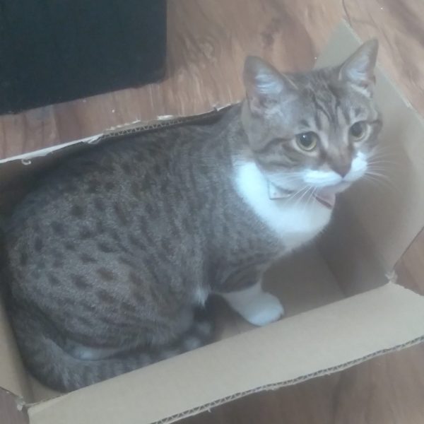 This is Marley enjoying the shipping box the RG Wing Gundam EW  arrived in, lol（1枚目）