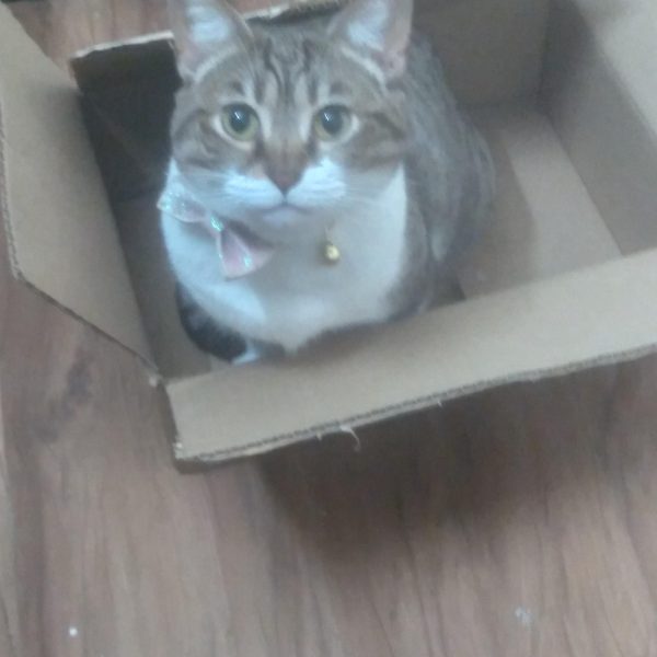 This is Marley enjoying the shipping box the RG Wing Gundam EW  arrived in, lol（2枚目）