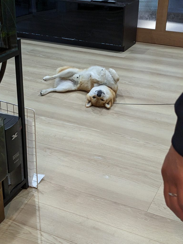 あれ！犬挟んじゃった！