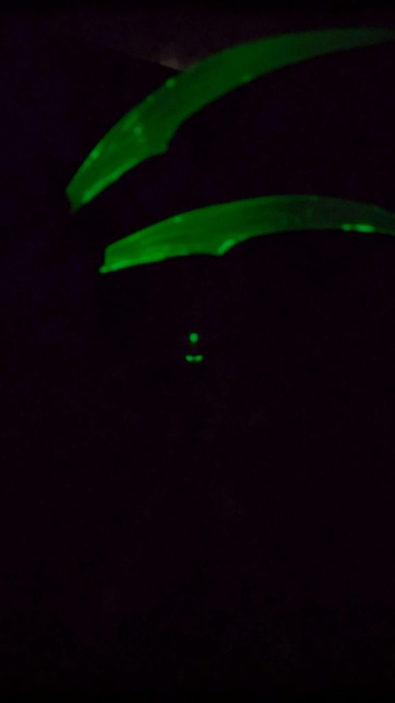 暗闇から。センサーとクリアパーツは蓄光塗料使用で、ブラックライトで照らした後数秒間は暗闇に浮かぶ死神が楽しめます。ビーム刃には、ほぼ目立ちませんがパール入りのステラグリーンを薄く塗ってあります。