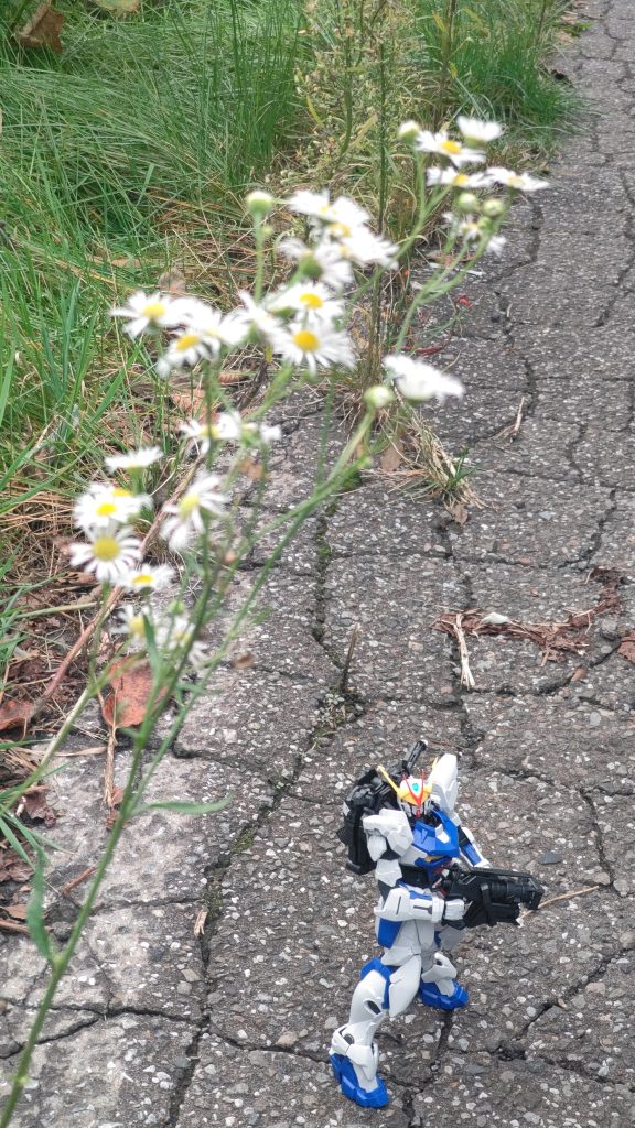 秋っぽくないのとスケール感に違和感があったので没になった1枚。異世界感がわりと気に入ってます。