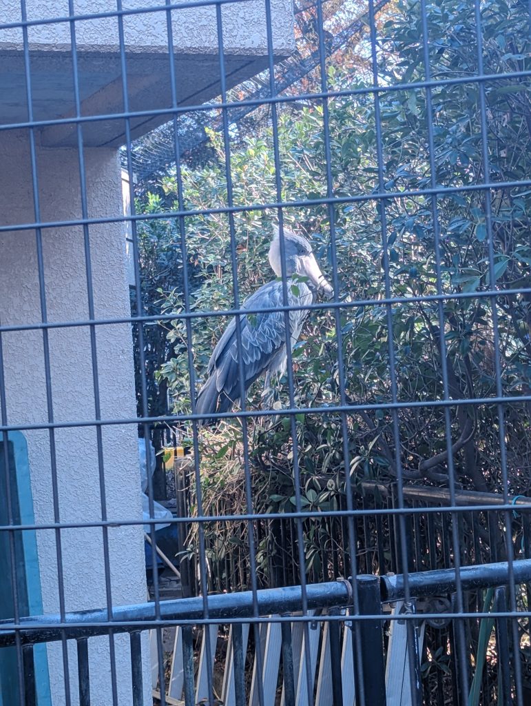 ちなみに制作理由は12月某日に行った千葉動物公園にて初めてリアルハシビロコウ見たからだったりします。