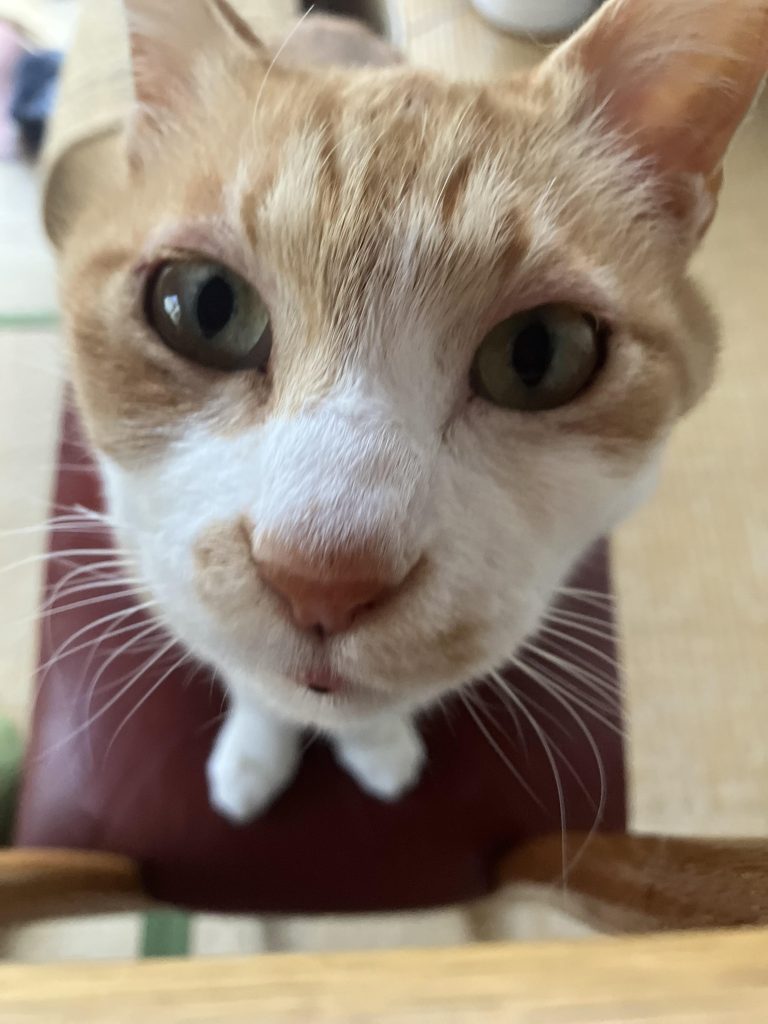 最後まで、ご覧いただきありがとうございますニャー😺m(_ _)m