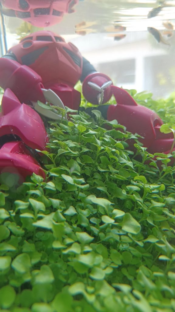 打ち捨てられたっていうよりどっしり座ってる感が半端ないですね(zaku-kao5)