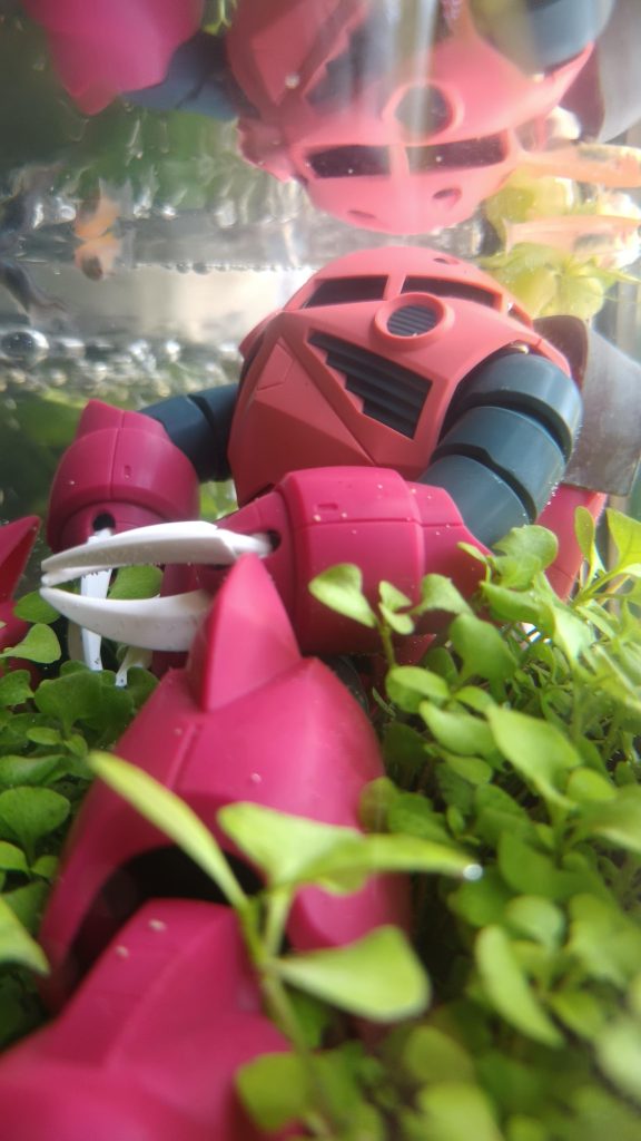 かなり育った水草の中に座ってるメダカ眺めてるの図(zaku-kao2)苔が生えてきたら打ち捨てられた感はでてくると思います(｡･_･｡)ご覧いただき有難う御座いました!