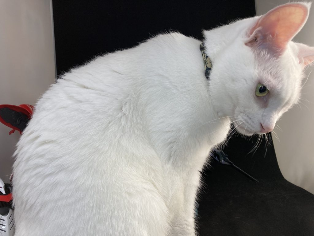 お邪魔が入って撮影終了〜