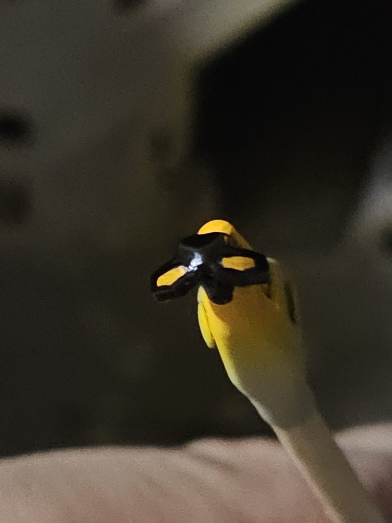 カメラアイはラッカー塗料とエナメル塗料を使い塗り分けました。