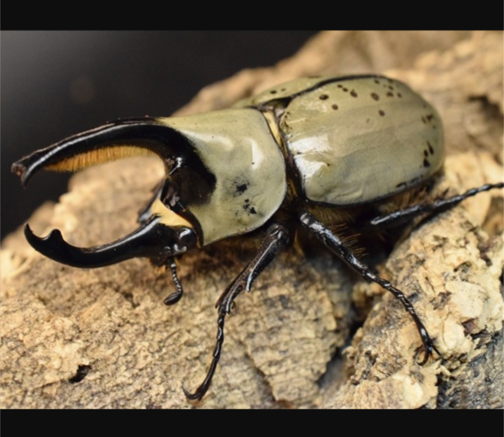 グラントシロカブトという外国産のカブトムシです☺️侍→武者→白兜→シロカブト(苦笑)