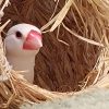 文鳥うえの