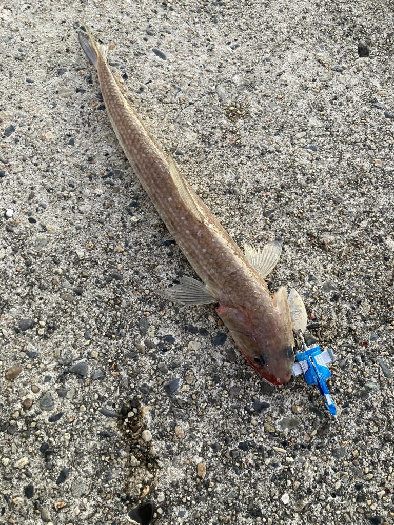 海へ行って使ってみました。エソが一匹釣れました!同時に尾翼が壊れて紛失しました!ご覧頂きありがとうございました。