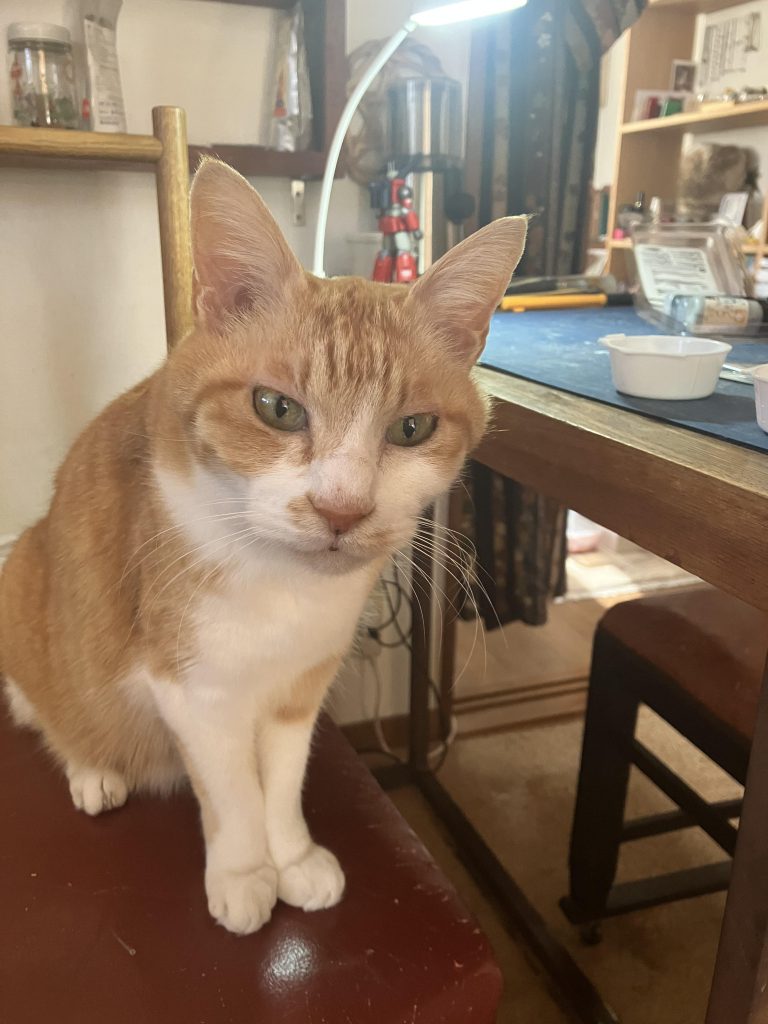 最後まで読んでいただき、ありがとうございましたm(_ _)m今年も宜しくお願いします٩(๑❛ᴗ❛๑)۶よきガンプラライフをみなさんと共に☺️