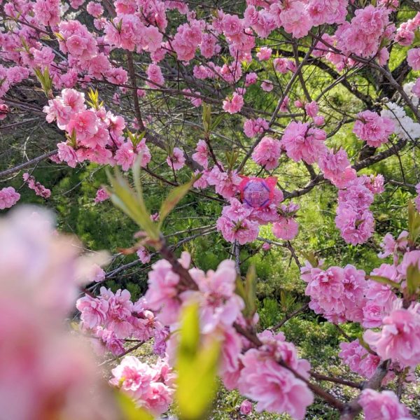 花桃と猫耳ハロ😉