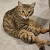 ドル猫のおやじ