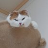 すえにゃん