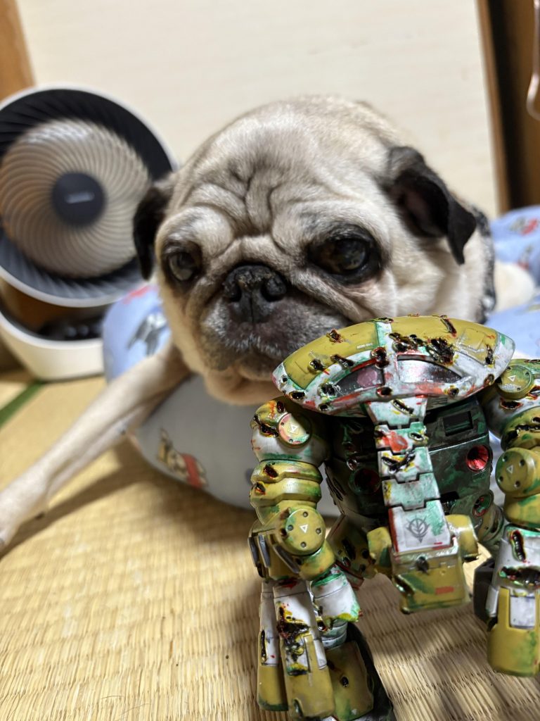 最後に前からジュアッグってパグっぽいなーって思ってたんで我が家の主と一緒にではまた