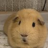きなやん
