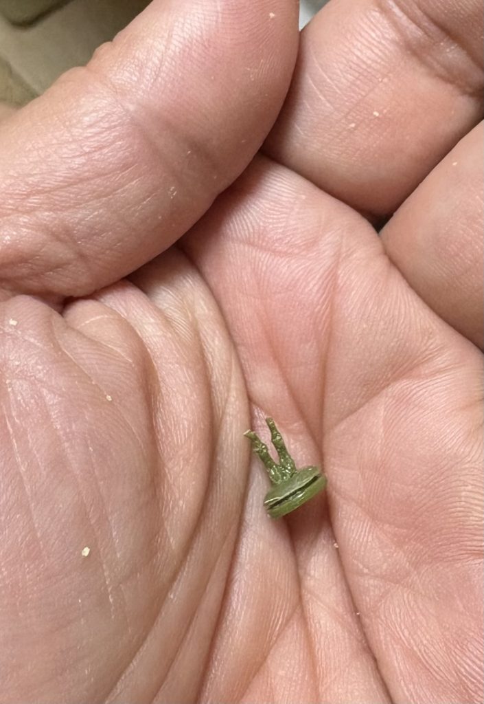 例の兵隊さんでビグ・ザムを作ろうと思って、胴体を真っ二つにしました。兵隊さんの土台でビグザムの上半身を作っています。薄いプラ板をサンドイッチにしたら、マカロンみたいな形状を作れました(zaku-kao8)