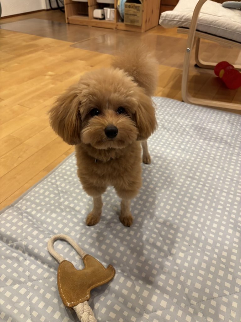 これがシャロンの薔薇か！！ガンダム関係なくてすみません😖それでは乾杯！！