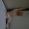 ねこねこねこね