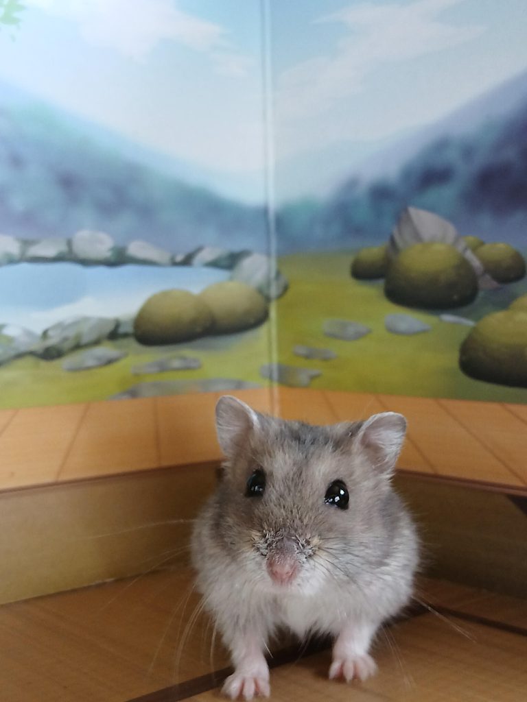 最後まで見てくれてありがとう、とハムスターが言っている、わけがない。