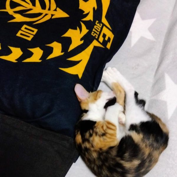 塗装に向けてシミュレーションしました☺️何か色テストするのに便利なアプリないかな〜と「色を変える　アプリ」で検索してみたら…まんまその名前のアプリがありました(笑)色を変えたい箇所をフリーハンドで塗って、あとはレバーをいじって微調整が出来るという名前の割に便利なアプリでした🤣そして個人的なご報告ですが、私のアイコンにもなっている愛猫が今年５月に亡くなりまして😢しばらく猫ロス生活を送っておりましたが、この度新猫を我が家にお迎えしました(zaku-kao5)かなり激しく遊ぶ子なのでしばらくリビングでの制作は難しそうなので、じっくりカラーリングを考えたいと思います😅ひとまず猫はジオン軍に入隊させましたw（4枚目）