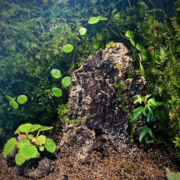 ビオラマ(ビオトープ➕ジオラマ)