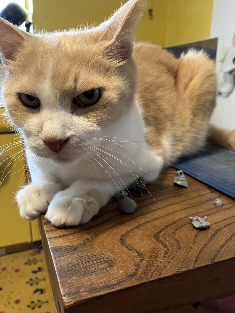 最初、製作はさせん!とテーブルに乗ってくるニャンコにも負けませんでした 笑🤣
