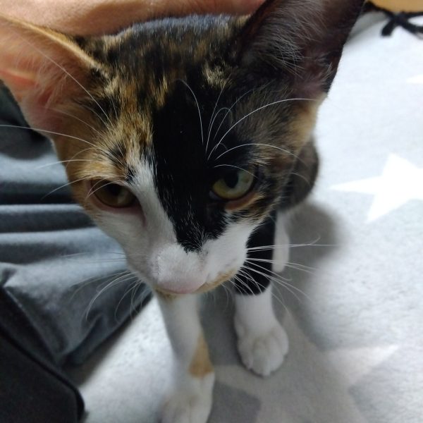 今夜、本当は食事に行く予定だったんですが…嫁が急遽行けなくなってしまったため、ひとりしっぽりとガンプラ制作😌はい。なんちゃって内部フレームの完成です！笑膝とスネ部でネオジムでくっついてますので後ハメ加工も楽々です😆以前に股下を幅増ししましたので、リアスカートも４ミリ幅増し。どっしり感も増してきました😁我が家の新猫ちゃんも１ヶ月過ぎましてちょっと大きくなりました😸お転婆が過ぎますw（4枚目）