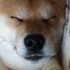 朝昼夕