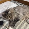 tabby