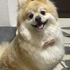 もこやま