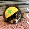 シャンとしておかか