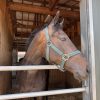 horseman