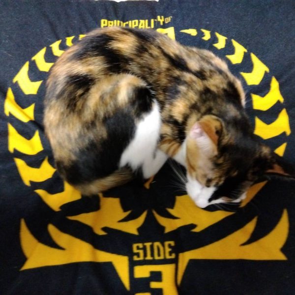 大きな改修ではないですが、リアスカートの可動化改修です☺️水平位置まで動くようにしたので、せっかくだから裏に何か仕込もうかと思いますwそんな私の後ろでは、ニャンコがキレイにジオンマークに納まってました😸（3枚目）