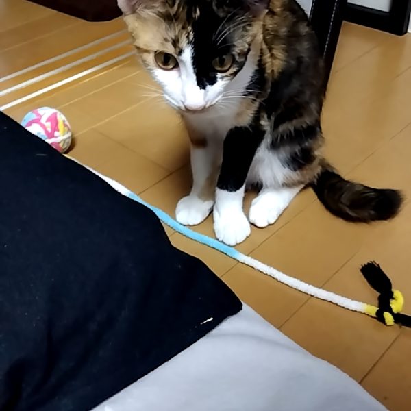 なんだか分からないスクラッチです☺️土台に２〜３ミリ幅のプラ板を緩やかな曲線に並べていき、そこにさらにプラ板を切って貼ってして画像②のようなパーツを作りました(zaku-kao8)この形は完全にある機体のパーツを参考にしてますwこれだけだと何を作ってるのかさっぱり分からないのでパンプアップした胴体部と、途中で遊べと言ってくるニャンコの画像を載せておきます😸（4枚目）