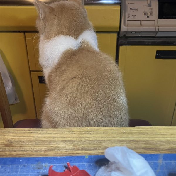 ゲルググ進捗٩( ᐛ )وツノ延長に胴体も延長、両膝の取っ払い今回のテーマは今までガンプラを製作して使わなかったパーツをなるべく使って行こうかと思っています、なんせ増える一方でσ(^_^;) そんな感じ出来たのがバックパック最初は陸戦型を考えていたけど、こうなったらガンガン手を入れて自分自身が楽しむ感じで行こうかと思ってます☺️  （5枚目）