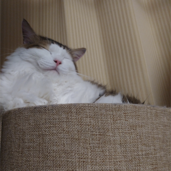 ドアップで失礼します笑ブシャブシャ塗ったピンウォッシュ汁をあらかた拭き終わりました✨青味の部分、塗り潰してしまい、、、rioさんのズゴック達のように行かず、あぁ、凄いなぁ✨と思いつつ、次はジャーマングレイ修行に励みます🔥そして今回手間だったのが、普通のHGザク1をリアルタイプカラーにしようと思って進めてましたら、当然の如くそのデカールがなく、全部手描きデカールしか道は無かったこと…(TдT)笑慣れないのでプルプルしましたが、いっそ太く描いて木目調ガンダムの時みたいに削ったらええやん✨と気づき、なんとかしました笑描くより削る方がラクでした(zaku-kao8)ですので、ダークグレーチッピングして半ツヤトップコート⇒手描きデカールやってまたトップコート⇒ピンウォッシュ汁⇒拭き取りという二度手間になりました💧ですけど、筆塗りはたのしいですヽ(=´▽`=)ノ✨(5枚目)