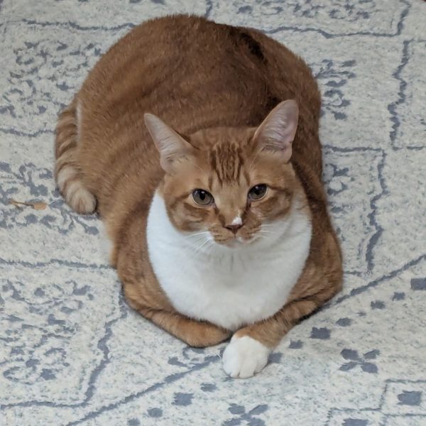 しみさん流水性筆塗り修行、２体目ドム、最後の半ツヤトップも乾いて佳境に入っております。今回はさらにウドさんのゾックのような、粉塵砂埃にまみれた、まさに『むせる』を目指してのイメトレや演習を行っております💪ウドさん推奨のグレイッシュブラウンは本日入荷します✨入荷を待つ間、全機体中トップクラスに好きなタコザクさんの昔の塗料を脱色しております😸 【麦茶ボトルで☆脱色レシピ】1.使えなくなった麦茶のボトルに、可能な限り分解したキットを入れる2.アクリル溶剤をキットが浸かるまで注ぎます🐈️麦茶ボトルのいいところは密閉できる蓋です。そのままだと強烈な匂いを発します💫3.一晩寝かせます※もしくは私のように短気な方は優しくユサユサします。するとぐんぐん塗料が溶けて行きますが、接着剤も溶けてパーツが外れます。⚠️でもパーツ自体の融解は見られませんでした✨4.中性洗剤でよく洗浄・乾燥させ出来上がり♪誠一さんやtomさんみたいに創作に挑もうとナイフとＴ字定規を持ち意気込みましたが、、、よくよく見るとまず顔の造形から全く違う💦普通のザクⅡより扁平でなんだか頬骨も出てる、、、何°で行けばいいの❗️など即パニックに💫笑ソッとナイフと定規をしまうと共に、造形師たちは化け物だと思いました🐱✨（6枚目）