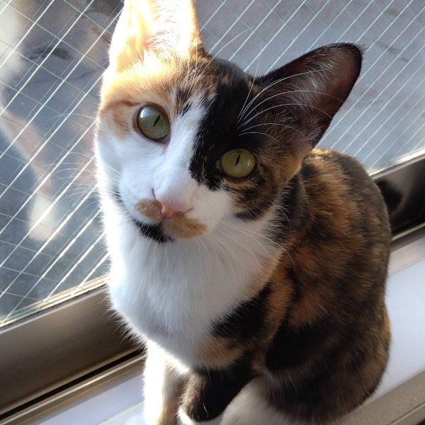 久々の制作記投稿です😅秋は色々とやりたいこと多いのでなかなか触る時間もないもので、進まない進まない💦こちらは以前に投稿したリックドムⅡを作ってるとはまったく思えない(笑)謎パーツスクラッチの続きです😁見てくれを整え、画像②はまだ途中ですが裏面のスクラッチ具合。自分は大抵そうなんですが塗装のしやすさを考慮して画像③のように色々ばらせるように制作してます☺️そして寝てばかりの写真しかなかった我が家のニャンコのブロマイド的な写真をようやく撮影成功😸💦 （4枚目）