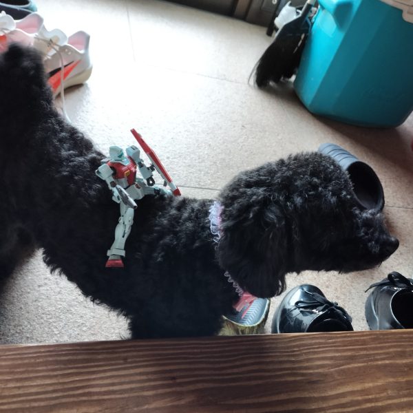 ハヤマオさん消えてね？