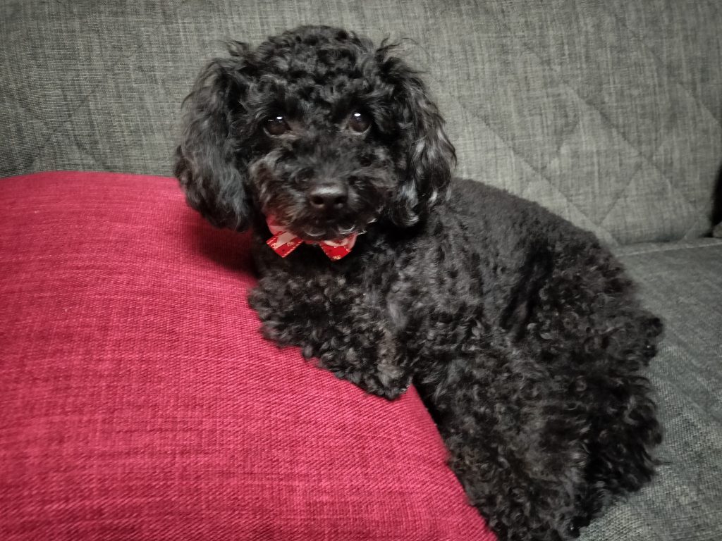 最後にうちの御犬様を見ていってくださいどうやら僕は此奴に奴隷だと思われているそうです病院の先生が笑いながらそう言っておりました   バトンの受け継がれルート「 バレーボールおじさん」様↓「 アベラギ」様↓「 cinnamon-1」様↓「 ハゲおじさん」様↓そして私グフカス大好きでございますどなたか引き継いで行ってもらっても構いませんただ引き継ぐ際には一声お声がけしてもらいたいのとタグをつける、今まで誰が引き継いできたのかを明記するようにお願い致します私めの行ったように◯◯さん（様）と敬称をつけておけばないと思いますがいざこざは避けられると思いますここまで見てくださった方しょーもない内容でお目汚ししたが読んでくださってありがとうございます