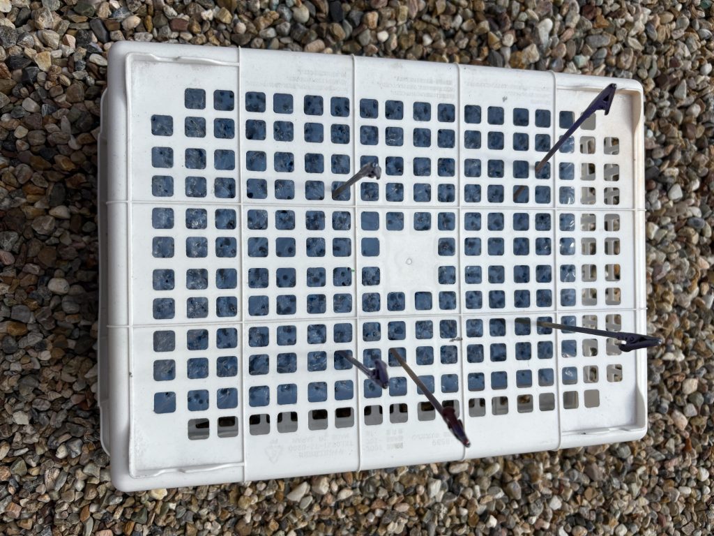 塗装後に乾燥。ネコの手を立てるかごです。100均一で購入。