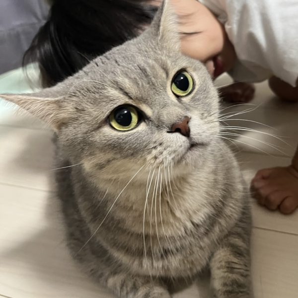 meg-oceroさんからバトンを託されたので今回担当させて頂きます😆と言っても、もう他の素晴らしいモデラーさん達が数々の秘伝の奥義を紹介しておりますし、プラモ歴の浅い私目が紹介するようなビックリ必殺技も無いのも事実ではありますが、meg-oceroさんからもプロポーション弄りに関してはどうかとコメントでのご意見を頂いたので、自分なりのプロポーション弄りをご紹介させていただきます😆急な事で説明材料があまり無いので直近に完成させたステイメンを活用しますね😊・プランニング先ずパチ組の状態のステイメン、バランス的になんだか子供体型に見えますよね、で、具体的にどこをどう直したら大人体型になって格好良くなるか考えます。それこそ設定画や雑誌のカッコイイ作例と見比べたりなんかするのも良いです。で、個人的に思ったのが…胴体が小さい(顔がデカく見える)、上腕が短い、設定画に比べて脚(特に脛)が圧倒的に短い＆太さが足りない…という感じでした。以上の点を改修するぞとプランをたてます。・作業改善箇所を頭に入れたらノコギリでぶった斬ります！思い切ってCUTしちゃいます！所詮プラの塊だから後でどうにでも修正出来る！俺はスプラッター映画のサイコ野郎だぜ！ヒャッハー！！というマインドで切り刻みます。私は模型用のノコギリ、精密ノコギリなどを使用します、用途に応じて使い分けてます。古いキットなら表面の側だけで済んだりしますが、最近のは内側に骨組みもありますからそういう場合両方延長しますのでCUTする箇所はよく考える必要があります✋・プラ板接着よる延長お次はプラ板を挟んで接着し任意の長さにして下さい。この匙加減はその人の好みが出る箇所だと思いますが、自分は長めに設定します。長過ぎたらまたカットして詰めればいいんです😆・チェックここで一旦全体のバランスを見直します、自分の中では最高のバランスに仕上げたつもりでも意外にもアレレ？おかしいぞ？？となったりします、その違和感をしっかりじっくりと確実に突き止めます。それはフロントアーマーが小さく感じるのか、脚が長過ぎた…、腰が短い！？首も長くしてみよう、2mm？いや1mmか…様々な要因を突き詰めて修正して下さい、そこで気付きます…「やらなきゃ良かった…」 そんな時はちょっと日にちをあけてフレッシュな気持ちで改めて見つめ直してみて下さい、そして悩んで悩み抜いて正解を導きだせば自分だけの黄金比に辿り着けるはずです😆👍 ・ヤスリがけそこは大胆に！そして慎重に！！ヤスって整えればいいじゃない！！なんですが…、ここまでの作業で特に大事なのは何か…それは「接着剤の選び方」です！瞬間接着剤は時短でヒケも出来にくい反面、延長箇所を跨いだスジ彫りなんかは非常に難しいです。プラ板と瞬着の硬さが違うのでどうしても瞬着の箇所でタガネが引っかかったりしてプラ板と同じように彫るのが難しいのです😓あとヤスリがけも硬いからちょっと面倒です。一方で普通のプラ用接着剤は溶かして接着するので、そう言ったスジ彫りなんかでの相性は良い反面、しっかり時間をかけて乾燥させないとヒケが出てしまいます。まぁ基本というか当たり前の事ですが、接着して1〜2日程度でヤスって製面すると確実にヒケがでます。せっかちな私はよくやらかします。笑といった感じで接着剤もその後の作業に合わせて選んでいった方が効率が良いですね😆そして最後は…・サフチェックどんなに綺麗にやったつもりでも確実に傷や埋まってない小さい見落とした穴なんかがあります、この作業は絶対必要です！そして1番面倒です😂ヤスリがけとサフを何度か繰り返してようやく辿り着いた完成系…それはもう完全に…アナタだけのオリジナル！！ 一度味わったら抜け出せない境地がそこにある！まだ延長工作した事ないんだぜってアナタ、一度挑戦してみてはいかがでしょうか？？🤟🥰 以上となります、自分なりのやり方を楽しく真剣に解説させていただきました、ご覧頂きありがとうございました！第二バトンリレーは[バレーボールおじさんさん]→[ますらおさん]→[meg-oceroさん]→私目[@244]と繋いでます。次誰かにお願いしちゃうんだからね！！ってうちの猫ちゃんが言ってます！😼（7枚目）