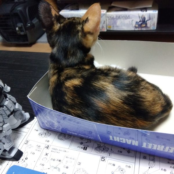 もう、スクラッチせずにはいられないw私の定番のスカート回りのスクラッチです☺️フロントはフルスクラッチ、サイドにプラ板を足して形状変更してこんな感じになりました！画像②股間部はこんな感じ。スカートの可動などは真鍮線を使われる方が多いと思いますが、自分はプラパイプで作ることが多いです😁カットして貼り付けて差し込むだけですwwaveの肉厚パイプだと内径が3.2ミリとか3ミリパイプをそのまま挿すと緩すぎになってしまうので、3.2ミリの穴の内部に薄く接着剤を塗って調整します☺️画像③スカートはバラすとこんな感じです。細かなディテールは追々画像④胴体を付けるとこんな感じ。パッと見バインニヒツですね😅画像⑤我が家に来て１週間くらいのニャンコ、3ヶ月経って画像⑥箱が小さくなってきました😸確実に成長を実感出来ますねw（5枚目）