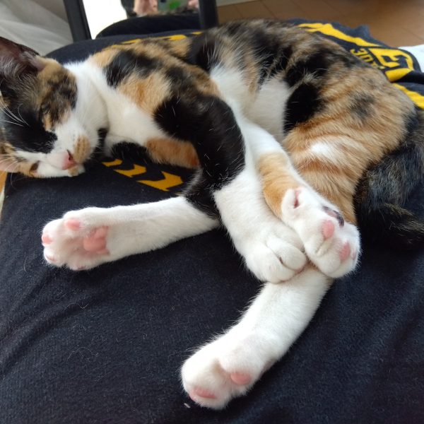 今日はバックパックになるものの工作をしました☺️30MMアルトのボディですねwこれにリックドムⅡのバックパックの接続部を接着して簡単取り付け😁工作中に思いましたが、口開けた熊の顔に見える…少し前私の実家の近くで熊による怪我人が出たとニュースになってました😟地方にお住まいの方々くれぐれもお気をつけくださいこれにアルトの脚部を加工して取り付ける予定😁膝下を前後逆、折り畳めるように干渉部を切り取りました今日の猫ニュース😺先日寝起きに嫁が騒いでて、どうしたのかと思ったらマスクの耳ヒモを半分くらい食べてしまったらしい💦病院に連れていったところ「そのくらいなら様子見で平気ですよ」と慌て損な診断😅今日無事にう◯ちと一緒に排泄されました😸（4枚目）