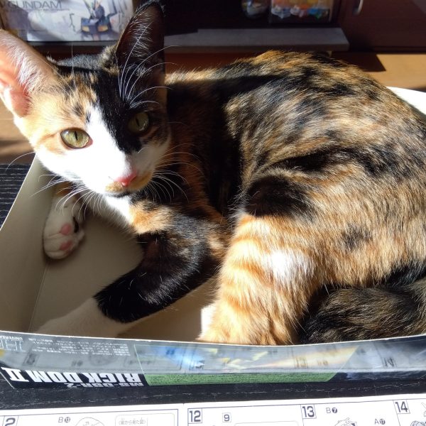 もう、スクラッチせずにはいられないw私の定番のスカート回りのスクラッチです☺️フロントはフルスクラッチ、サイドにプラ板を足して形状変更してこんな感じになりました！画像②股間部はこんな感じ。スカートの可動などは真鍮線を使われる方が多いと思いますが、自分はプラパイプで作ることが多いです😁カットして貼り付けて差し込むだけですwwaveの肉厚パイプだと内径が3.2ミリとか3ミリパイプをそのまま挿すと緩すぎになってしまうので、3.2ミリの穴の内部に薄く接着剤を塗って調整します☺️画像③スカートはバラすとこんな感じです。細かなディテールは追々画像④胴体を付けるとこんな感じ。パッと見バインニヒツですね😅画像⑤我が家に来て１週間くらいのニャンコ、3ヶ月経って画像⑥箱が小さくなってきました😸確実に成長を実感出来ますねw（6枚目）