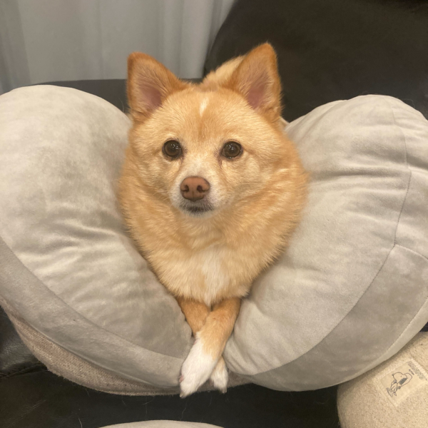 バレーボールおじさん氏から頂きました。あまり趣旨を理解できてるかわかりませんが…歴代の走者？わからない…。私自体に人は興味ないんちゃうんかなと思いつつ…モノを書くのは好きなので徒然なるままに書いてみます。◼︎趣味映画(プラモ再開するまでは年間150くらいレビュー書いてました)料理(ほぼ毎日、土鍋で必ず米は炊きます)ゲームジム通い(週2-3)いきつけのバー(16年くらい行ってます)やらで深酒愛犬(ポメシバ)歌うたまにダーツ◼︎プラモ制作手法Pinterestで兵器、MS、銃器などを眺めたり、映像作品などを観る。どのような戦場で、部隊で活躍した兵器なのかを考えたりして作りたいMSに、適した装備を考える。例えばザクマリーナの場合は、FPSゲームでの海中油田をテロリストに占拠され、海中装備をした部隊が潜入。制圧するのを観たのを思い出す。じゃあMSでは海中から上陸後に即座に作戦するようなのはゼーズールであったが…装備が少なすぎるなぁ…ということで過去の戦争などの上陸作戦の動画や資料を漁る。水中銃の歴史を観たのでダートガンを装備したいが、ザクマシンガンと切り替えするようなものにしたいなぁ。昔は機雷はかなり有用な兵器だったのか、是非装備したい。アイアンネイルは故障が多いという設定を観たからネイルが付け替えれるものしないから銛を集合したデザインにしたい…。海中バイクのような推進力を使って陸に上がったら放置したい…。口にはバルブを追加するか、胸部にもバルブ欲しい…。という感じで、大体装備を想像してから本体デザインを考えてます。銛は三本だと…トライデントだな。トライデントの由来はポセイドンか。ザクなのにポセイドンというミスマッチなネーミングいいなぁ。どう感じで背景を想像し始め肉付けしながらスクラッチをしています。◼︎マイルール基本的に弾切れが戦線の継続性がなくなってしまうのは納得がいかないので、マガジンは複数持たせる。マガジンを取り替えるのは利き手の反対にあるべき。装備は可動域に全て懸架できないと整合性が取れないのが嫌。上記はルールというより主義なので徹底しています。あとはMS単体でも成り立たせてはいるが、基本小隊単位で存在する前提です。 というように理屈っぽい人間です。プラモは気乗りしない時はゲームしたり、酒飲んだり、映像作品を眺めたり、体動かしたり、犬愛でたり、兎角違うことすると浮かぶインスピレーションを大事にしてますね。ちなみにスクラッチ以外の工程は本当は嫌いです。塗装はしょっちゅう心折れそうです。ウェザリングだけは楽しい…。 こんな感じでいんでしょうかね。次のバトン…どうしよ…。※積みプラ撮ってみましたが、ガンタンクなんで2個買ったんだよぉお※飯テロ画像追加（2枚目）