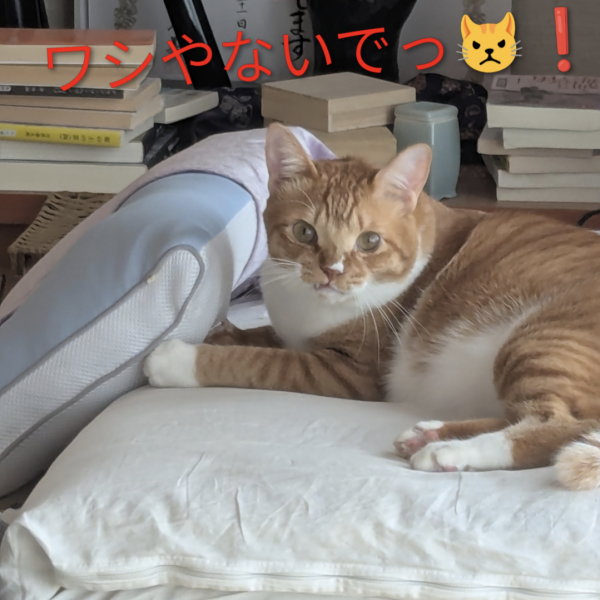 みなさんは、肩パーツのひとつが突如消えたりした経験はないでしょうか😨？神隠し、妖精の仕業としか思えないような、、、ウチの場合はちびっこさんがぶっちぎりで第1容疑者なんですが、ない物は仕方ないのでレシピにあったプラ板で作成しようと意気込みました✨、、、ムリでした(TдT)ﾁｰｰﾝｯ笑絶望的に寸法が合わず。。。ドム、MGザクの肩なども合わせて見てもまったく合わず。どうしよう、、タコザク断念がチラつき出した頃、「型枠」「レジン」などのワードが❗️そして、コレええやんをついに発見(ﾟ∀ﾟ)✨【おゆプラ型枠で肩パ複製✨】1.おゆプラ棒3本をコップに入れ熱湯を注ぎ3分待ちます🐱こちらがとんでもない性能で、お湯を掛ければ何度でも変形してやり直せる、昔のアニメのような超性能Σ(ﾟДﾟ)✨🐼2.グニャグニャになった1を珪藻土コースターの上で型枠①を成形。珪藻土が余分な水分を吸ってくれます✨3.肩パーツを2にずぶずぶとつっこみます😸そして両端に型枠同士をはめる為にカットします(写真4)その後、20分待ちます4.パーツ以外にメンタムを隅々に塗っていきます5.おゆプラ2本と、さっきカットした分をまたコップに入れて3分6.何度か珪藻土コースターの上でこねて余分な水分を取り、型枠①の上からかぶせて蓋となる型枠②を成形。カットした所にしっかり充填し、密閉していきます。20分固まるまで寝かせます🐱7.メンタムが効いてますのでスルッと取れますが割れないようにゆっくり型枠②と肩パーツを取り外します8.湯煎したレジンを型枠①の四隅から注ぎ入れていきます✨気泡は楊枝で潰れますが、行き渡らないところは何度か追加レジンで修正できますので気にせずやっちゃってください😸9.もりもりレジンを注いだら型枠②をしっかり押し込んで密閉します。この時カットした部分が効果を発揮、互いに噛み合ってズレない型枠となります✨10.ダイ◯ソーで300円、ネイルアート用のブラックライト照射機でまず2分、裏返して2分照射します✨11.カッチカチに固まります✨欠けているところはレジンをつけてまた型枠に戻して10の工程をもう一度12.3回ほどやったら欠けはなくなりました✨あとは鉄ヤスリでゴリゴリ削って出来上がり😸✨あまりにうまく行きましたのでヘッドも作ろうかと✨@まこアニキの動画を見て作成しました。アニキ、有り難うございます(TдT)（2枚目）