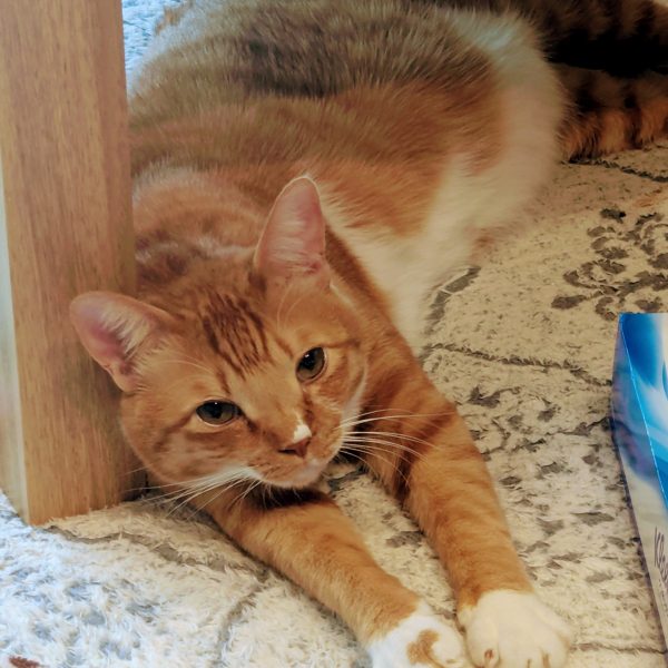 AKさんの鬼ディテールアップ素敵だなと思い、沼に足をチョポっと浸けてみたら、ずぶずぶ沼に呑まれてしまい、あっという間の2週間でした( ´ー`)💫笑没入して気づくと夜中、、日々消耗していく体力と楽しさとの天秤がゆらゆらと。。5〜6年前ぐらいに作ったタコザクを一度脱色し、今年GUNSTAの皆さんから影響を受けて修行した技法を注ぎたいなぁと思いました✨このジオングの試作型、大ロケットエンジンをザクにぶち込んだサイコミュザクがトップクラスに好きな機体なのも気合いが入る一因です😸理由は分かりませんが、異様に好きです🐙笑ノイエ・ジールのケーブルもありますので腕も着脱改修、モノアイビコーン、しみさん水性筆塗り、手描きデカール、そしてひじきさん!NT研の生成AIパイロットも忘れずにの工程で残り20日間走って、紅白戦に奉納します🙏(6枚目)